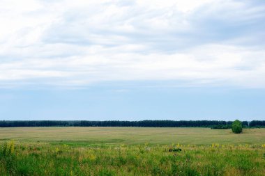 Güzel bir çim ve mavi gökyüzü ile yeşil arka plan