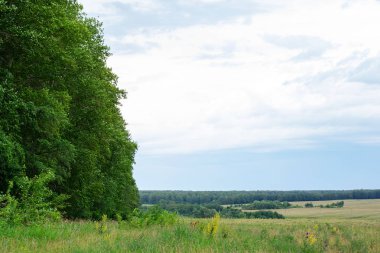 Güzel bir çim ve mavi gökyüzü ile yeşil arka plan