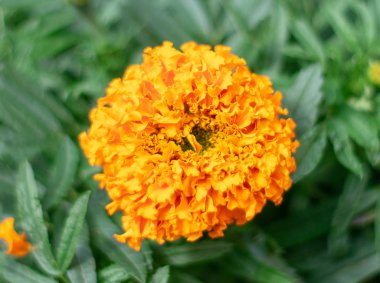 Güzel bokeh arka planda yaz bahçesinde parlak çiçek