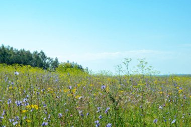 Güzel çok renkli çim ve mavi gökyüzü ile yeşil arka plan