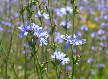 Güzel çok renkli çim ile yeşil arka plan