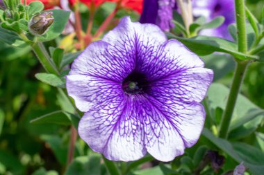 Yeşil arka planda çiçek açan mor Petunya çiçeği