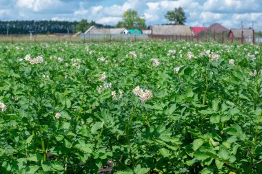 Sahada patates tarlaları büyüyor. Tarım arazisi ile peyzaj