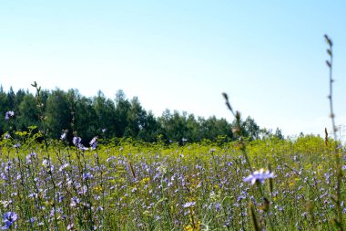 Güzel çok renkli çim ve mavi gökyüzü ile yeşil arka plan