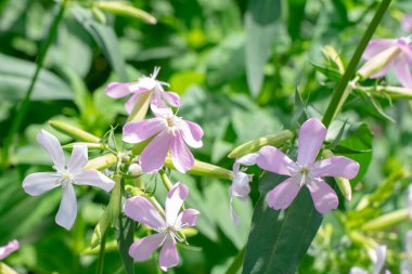 Güneşli bir bahçede parlak beyaz çiçekler