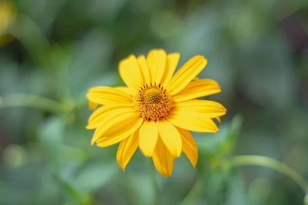 Flor brilhante no jardim de verão no fundo do belo bokeh — Fotografia de Stock