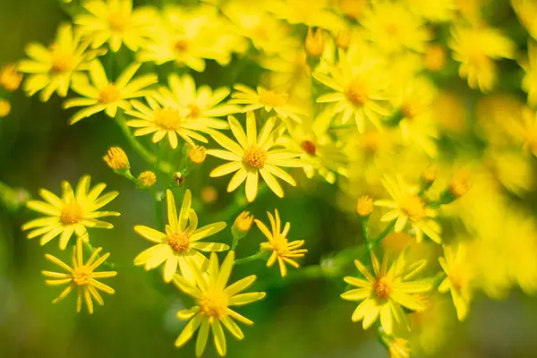 Flores amarelas brilhantes em um jardim ensolarado — Fotografia de Stock