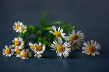 Turkuaz arka planda papatya çiçekleri, yaz konsepti