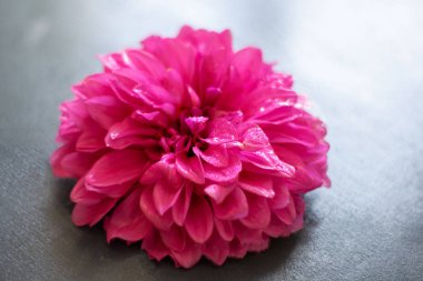 Gri bir arka planda pembe krizantem. Bahçe çiçeği doğa