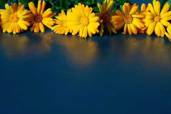 Цветы Мэриголд на бирюзовом фоне, летняя концепция — стоковое фото