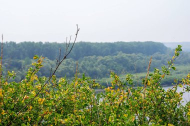 Yaz aylarında dağ yeşili orman ve nehir