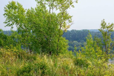 Yaz aylarında dağ yeşili orman ve nehir