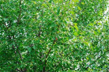 Bir bahçede bir ağaç dalı üzerinde yeşil olgunlaşmamış kayısı.