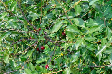 Bir elma bir meyve bahçesinde ki ağaçta yetişir. Yaz. Hasat