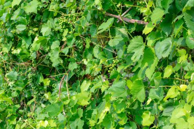 Yeşil üzümler yaz başında sarmaşıklarda yetişir. Yaprakları ile yeşil olgunlaşmamış üzüm bir demet