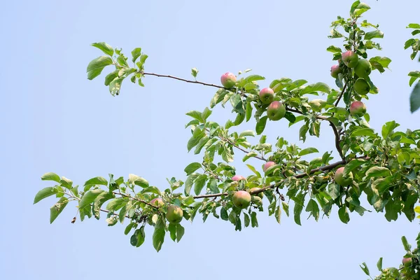 Ein Apfel wächst auf einem Baum in einem Obstgarten. Sommer. Ernte — Stockfoto