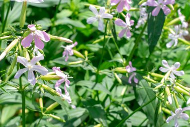 Güneşli bir bahçede parlak beyaz çiçekler