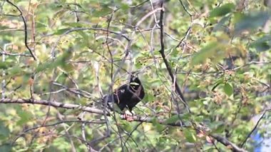 Tek gri güvercin bir ağaç dalı, ilkbahar, sonbahar hava oturur