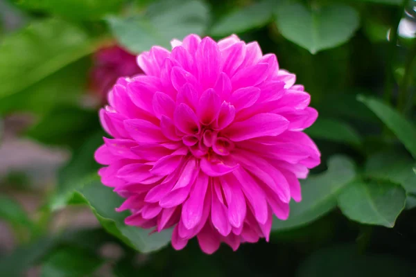 Crisântemo rosa no jardim de verão. Jardim Flor Natureza — Fotografia de Stock