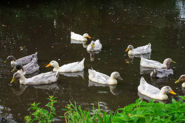 Muchos patos grises y blancos nadan en el estanque —  Fotos de Stock