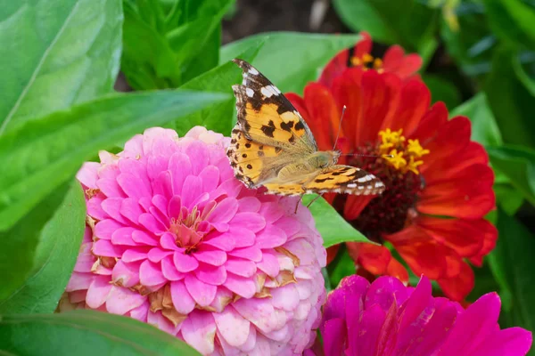Uma borboleta senta-se em uma flor rosa close-up. Fundo com uma bela borboleta em uma flor — Fotografia de Stock