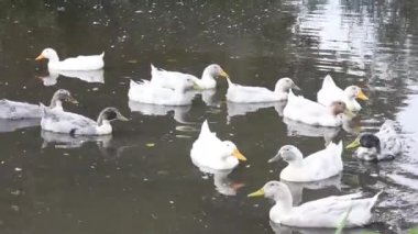 Birçok gri ve beyaz ördek ler havuzda yüzer..