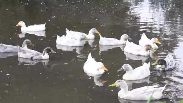 Viele Graue Und Weiße Enten Schwimmen Teich — Stockvideo