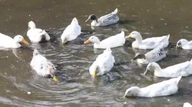 Birçok gri ve beyaz ördek ler havuzda yüzer..