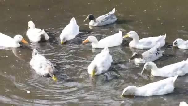 多くの灰色と白のアヒルが池で泳ぐ — ストック動画