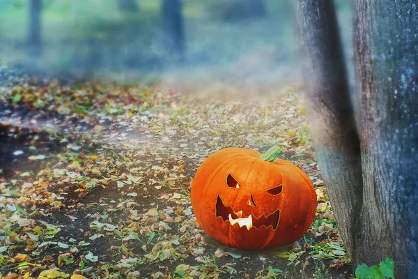 Halloween Mystical Jack O. Linterna de calabaza en un bosque de niebla. Cartel de Halloween espeluznante. Fondo de pantalla de Halloween con linterna gato de calabaza —  Fotos de Stock