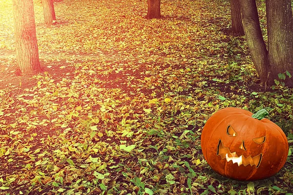 Halloween Mystical Jack O. Pumpkin lantern in a foggy forest. Spooky Halloween Poster. Halloween background wallpaper with pumpkin jack lantern — Stock Photo, Image