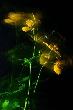 Siyah arka planda izole edilmiş sarı selandin çiçeği. İlaç bitkileri.