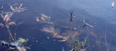 Küçük yumuşak kabuklu kaplumbağa. 