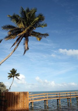 Okyanus palmiye ağacı