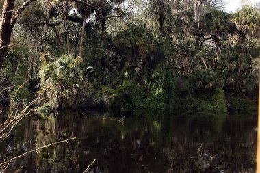 güzel, orman, natura, yaban, yaban hayatı, vahşi nehir, tropikal orman, ağaç, devlet parkı, nehir, palmiye ağacı, doğal ayna, hilsbor, hillsborough river eyalet parkı, hillsborough nehir, hillsborough, florida