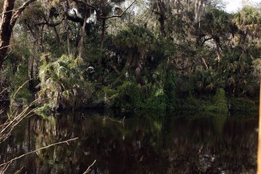 beautiful, forest, natura, wild, wildlife, wild river, tropical forest, tree, state park, river, palm tree, natural mirror, hilsbor, hillsborough river state park, hillsborough river, hillsborough, florida clipart
