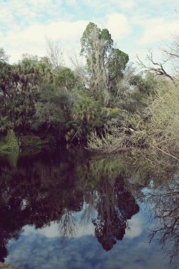 nehir tropikal orman