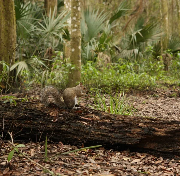 Grauhörnchen Einem Tropischen Wald — Stockfoto