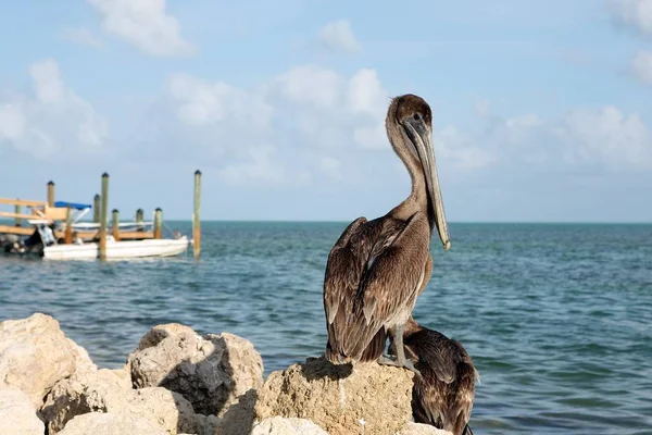 Pelikan Und Ozean Hintergrund — Stockfoto