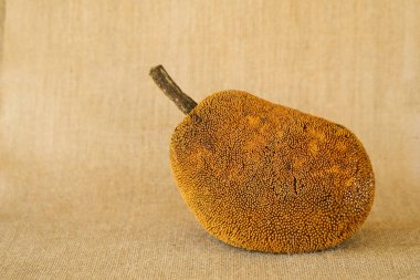 Artocarpus Odoratissimus, Terap or Tarap in local Malay language. Also called Marang in the Philippines; shot on isolated yellow background. clipart