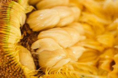 Artocarpus Odoratissimus, Terap veya Tarap yerel Malay dilinde. Marang Türkiye olarak da bilinir; izole sarı arka plan üzerinde ateş.