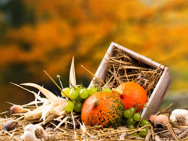 Färgade Löv Och Pumpor Träbord Höstens Koncept Blanda Blommor Ombord — Stockfoto