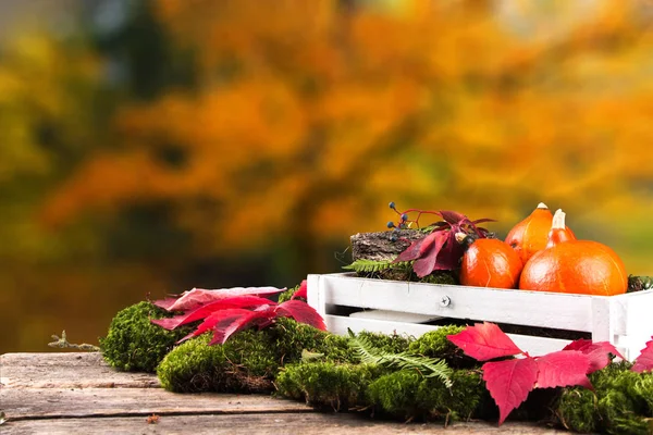 Färgade Löv Och Pumpor Träbord Höstens Koncept Blanda Blommor Ombord — Stockfoto