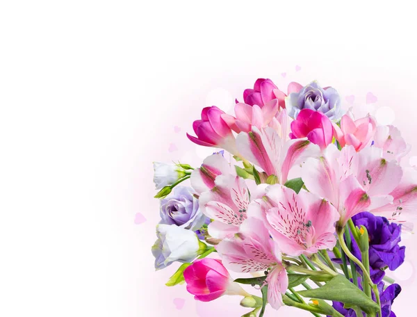 Весенний Цветок Выделенный Белом Фоне — стоковое фото
