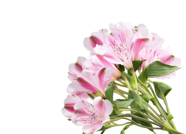 Frühlingsblume Isoliert Auf Weißem Hintergrund — Stockfoto