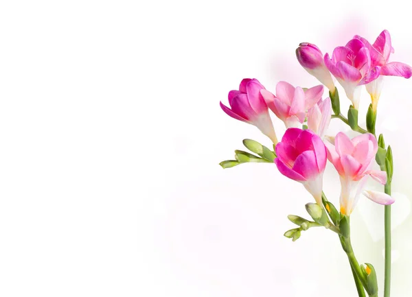 Spring flower, isolated on white background