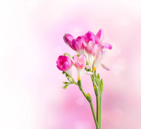 Frühlingsblume Isoliert Auf Weißem Hintergrund — Stockfoto