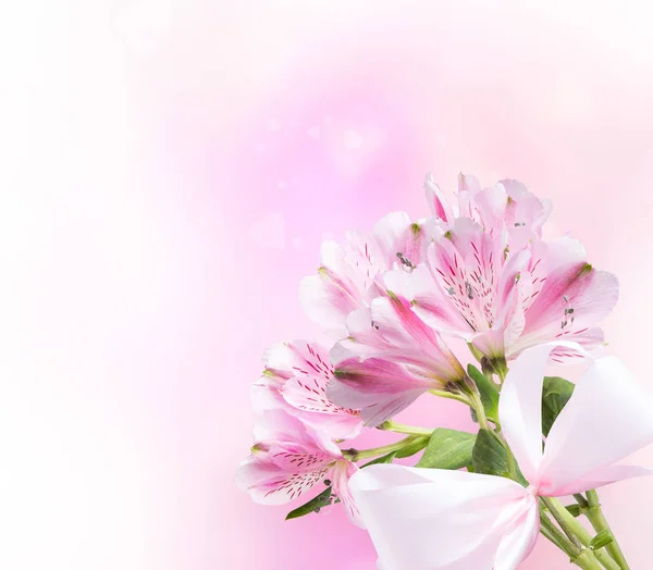 Λουλούδι Άνοιξη Απομονώνονται Λευκό Φόντο — Φωτογραφία Αρχείου