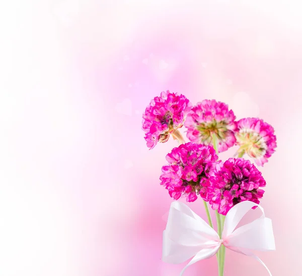 Jarní Květina Izolované Bílém Pozadí — Stock fotografie