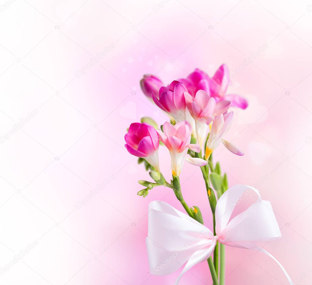 Spring flower, isolated on white background